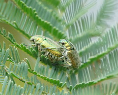 Diphucephala