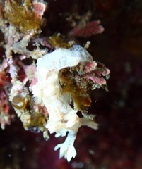 Bornella hermanni