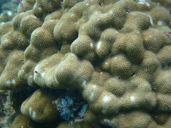 Porites