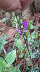 Hypoestes phyllostachya