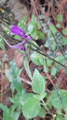Hypoestes phyllostachya