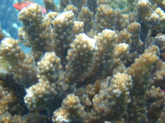 Pocillopora