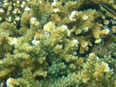 Pocillopora