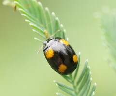 Peltoschema tetraspilotum