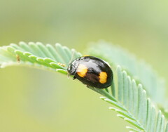 Peltoschema tetraspilotum