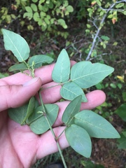 Desmodium laevigatum
