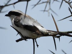 Lanius excubitoroides