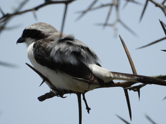 Lanius excubitoroides