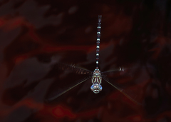 Austroaeschna cooloola