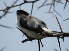 Lanius excubitoroides