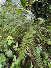 Thelypteridaceae