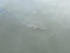 Lepisosteus platyrhincus