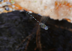 Austroaeschna cooloola