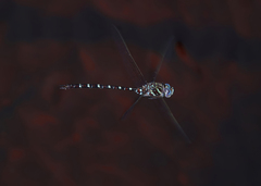 Austroaeschna cooloola