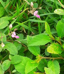 Desmodium scorpiurus