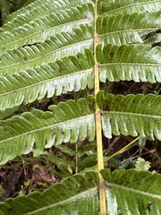 Thelypteridaceae