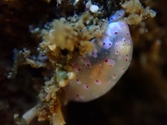 Goniobranchus thompsoni