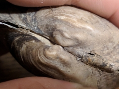 Alasmidonta marginata