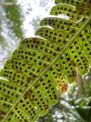 Thelypteridaceae