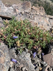 Penstemon fruticosus fruticosus