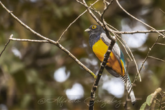 Trogon caligatus