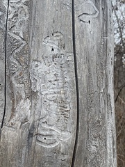 Agrilus planipennis