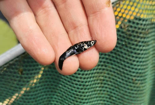 Eastern Mosquitofish