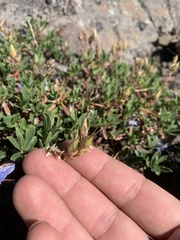Penstemon fruticosus fruticosus