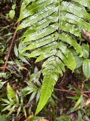Thelypteridaceae