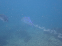 Caranx melampygus