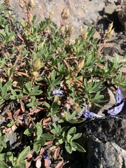 Penstemon fruticosus fruticosus