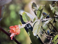 Cavendishia bracteata