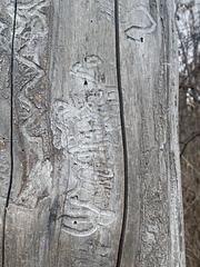 Agrilus planipennis