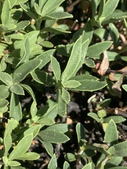 Penstemon fruticosus fruticosus