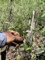 Porophyllum ruderale