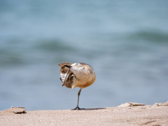 Charadrius obscurus aquilonius