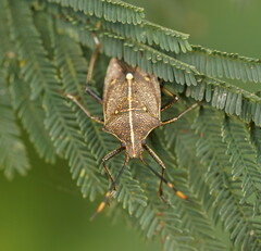 Omyta centrolineata