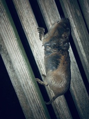 Geomys attwateri