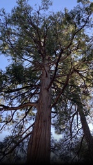 Calocedrus
