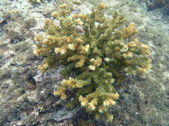 Thalassoma lucasanum