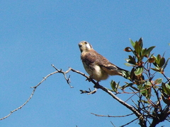 Falco sparverius