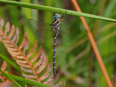 Austroaeschna cooloola