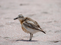 Charadrius obscurus aquilonius