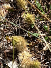 Ptilotus spathulatus