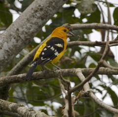 Pheucticus chrysopeplus