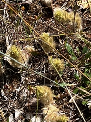 Ptilotus spathulatus