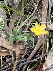 Hypericum gramineum