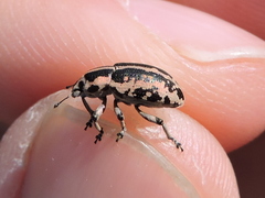 Eudiagogus rosenschoeldi