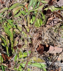 Rudbeckia missouriensis
