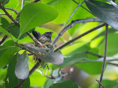 Rhipidura fuliginosa placabilis